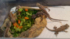 baby dragon 1st breakfast.jpg